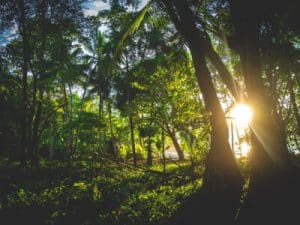 Costa rica - jungle